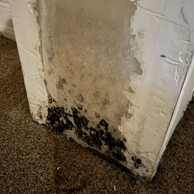 Professional Mold Removal in Wharton, TX